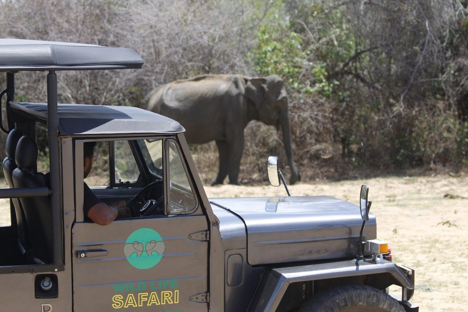 Private 7-hour Udawalawe elephant safari